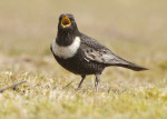 Белозобый дрозд - Turdus torquatus фотография-5