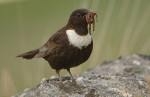 Белозобый дрозд - Turdus torquatus фотография-6