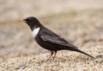 Белозобый дрозд – Turdus torquatus (Linnaeus, 1758)