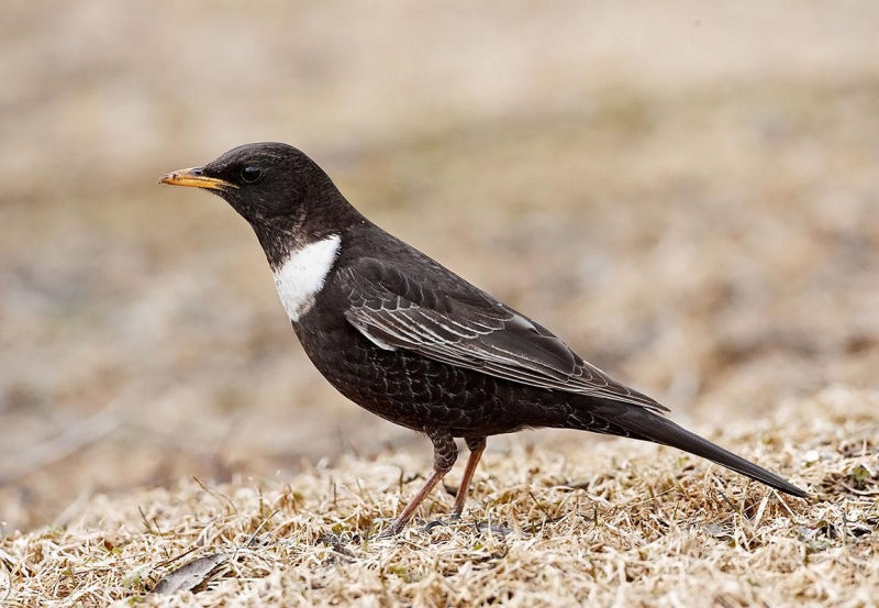 Белозобый дрозд – Turdus torquatus (Linnaeus, 1758)