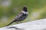 Белозобый дрозд - Turdus torquatus фотография-8