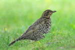 Белозобый дрозд - Turdus torquatus фотография-9