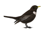 Белозобый дрозд - Turdus torquatus картинка-1