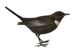 Белозобый дрозд - Turdus torquatus картинка-2