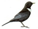 Белозобый дрозд - Turdus torquatus картинка-3
