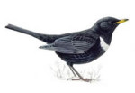Белозобый дрозд - Turdus torquatus картинка-4
