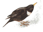 Белозобый дрозд - Turdus torquatus картинка-5