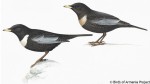 Белозобый дрозд - Turdus torquatus картинка-6