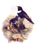 Белозобый дрозд - Turdus torquatus картинка-7