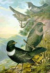 Белозобый дрозд - Turdus torquatus картинка-8