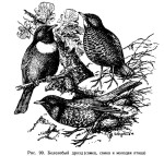 Белозобый дрозд - Turdus torquatus картинка-9