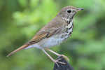 Дрозд-отшельник - Catharus guttatus фотография-1