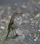 Дрозд-отшельник - Catharus guttatus фотография-10