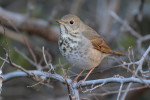 Дрозд-отшельник – Catharus guttatus (Pallas, 1811)