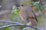Дрозд-отшельник - Catharus guttatus фотография-15