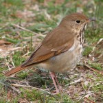 Дрозд-отшельник - Catharus guttatus фотография-17