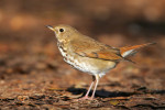 Дрозд-отшельник - Catharus guttatus фотография-2