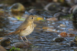 Дрозд-отшельник - Catharus guttatus фотография-4