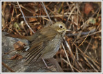 Дрозд-отшельник - Catharus guttatus фотография-5