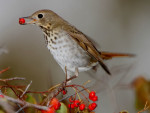 Дрозд-отшельник - Catharus guttatus фотография-6