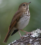 Дрозд-отшельник - Catharus guttatus фотография-7