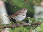 Дрозд-отшельник - Catharus guttatus фотография-8