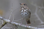 Дрозд-отшельник - Catharus guttatus фотография-9
