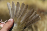 Свэнсонов дрозд - Catharus ustulatus фотография-22