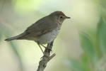 Свэнсонов дрозд - Catharus ustulatus фотография-4