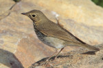 Свэнсонов дрозд - Catharus ustulatus фотография-5