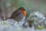 Зарянка - Erithacus rubecula фотография-1