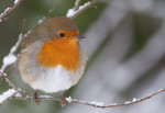 Зарянка - Erithacus rubecula фотография-11