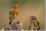 Зарянка - Erithacus rubecula фотография-12