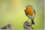 Зарянка - Erithacus rubecula фотография-14