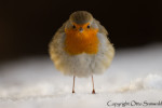 Зарянка - Erithacus rubecula фотография-15