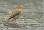 Зарянка - Erithacus rubecula фотография-18