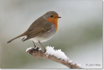 Зарянка - Erithacus rubecula фотография-2
