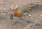Зарянка - Erithacus rubecula фотография-20