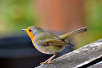 Зарянка - Erithacus rubecula фотография-22