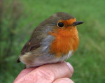 Зарянка - Erithacus rubecula фотография-23