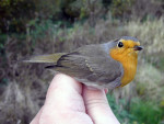 Зарянка - Erithacus rubecula фотография-24