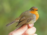 Зарянка - Erithacus rubecula фотография-25