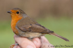 Зарянка - Erithacus rubecula фотография-26