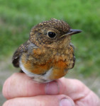 Зарянка - Erithacus rubecula фотография-27