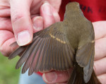 Зарянка - Erithacus rubecula фотография-28