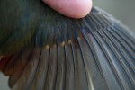 Зарянка - Erithacus rubecula фотография-29