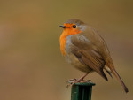 Зарянка - Erithacus rubecula фотография-3