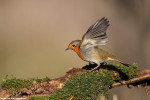 Зарянка - Erithacus rubecula фотография-30
