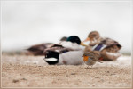Зарянка - Erithacus rubecula фотография-33