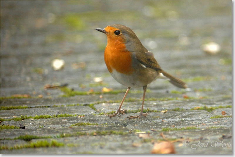 Зарянка - Erithacus rubecula (Linnaeus, 1758)